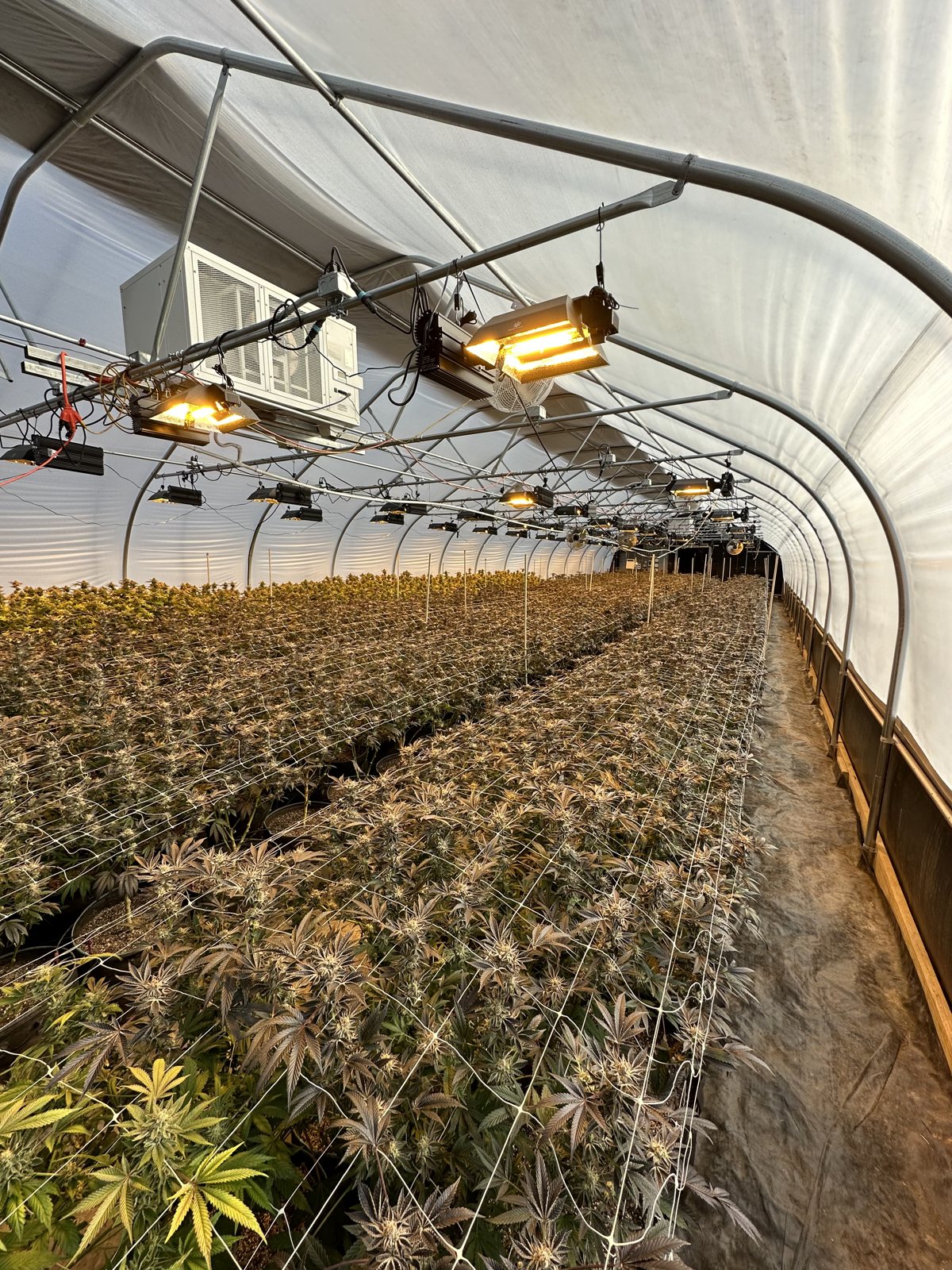 Greenhouse interior